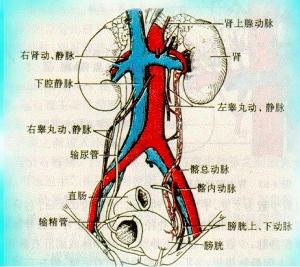 肾脏血管结构图图片