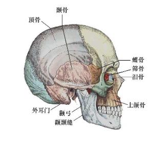 颅骨良性肿瘤