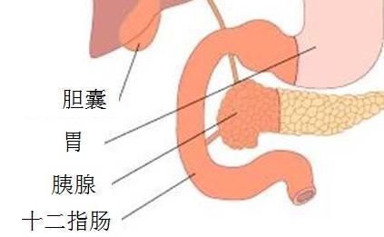 腸道不通怎麼辦