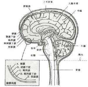 蛛网膜解剖结构图解图片