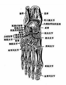 跗横关节图片