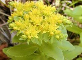 巨大秋麒鳞 菊科植物 搜狗百科