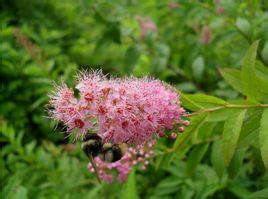 绣线菊子 绣线菊子为蔷薇科植物光叶绣线菊的果实.