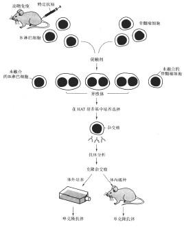 雜交瘤技術