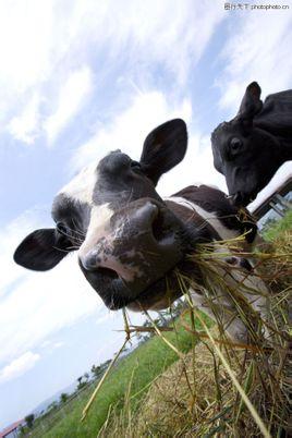 牛鼻—搜狗百科