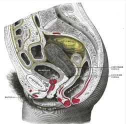 膀胱子宫陷凹图片