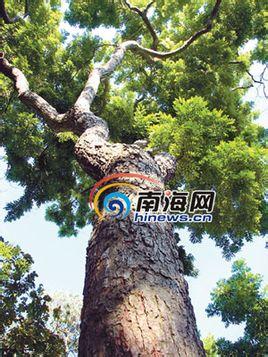 搜狗百科 红椎为常绿乔木,干形通直,高达25～30m,胸径可达1m.