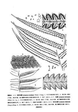 蕨根状茎横切结构图图片