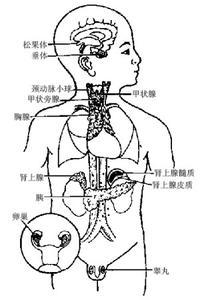 抗利尿激素分泌失调综合征