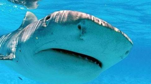 海洋动物排名_海洋动物简笔画