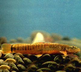 红尾副鳅多少鳅一斤?