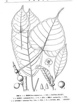 界 : 植物界 门 : 被子植物门 纲 : 双子叶