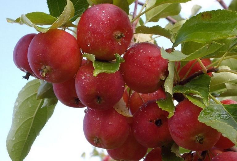 林檎(蔷薇科植物苹果的果实) - 搜狗百科