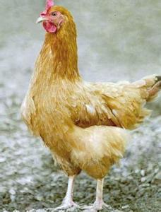 皖南三黄鸡(wannanthree-yellowchicken),又称宣州鸡,属中型肉蛋兼用