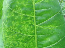 烟草环斑病毒病