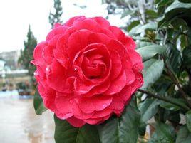 赤丹朱彤一样的成语