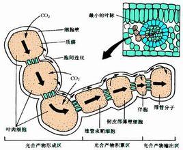 共质体由穿过细胞壁的胞间连丝把细胞相连,构成一个相互联系的原生质