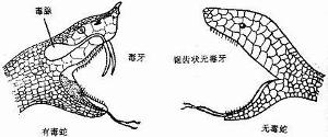 蛇的种类