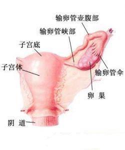 急性输卵管炎