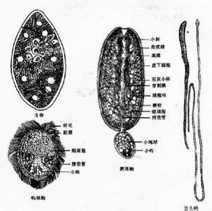 曼氏裂头蚴虫图片图片