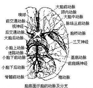 脑循环(cerebral circulation)是大脑,小脑,脑干和脊髓血液循环的统称