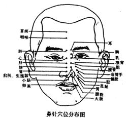 鼻基底注射点位图图片