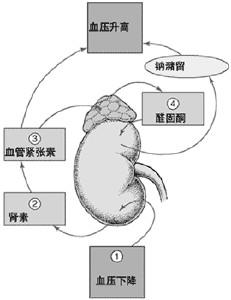 放射性肾炎