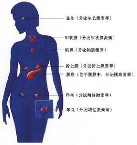 必瘦美人汤 www.jjshp.com