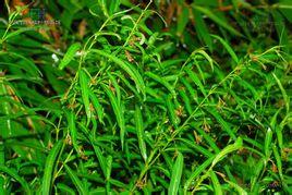 白前（萝藦科鹅绒藤属植物） - 搜狗百科