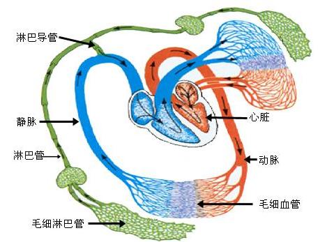 淋巴管分布图片