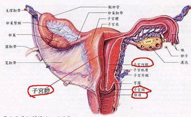 子宫内膜异位性不孕