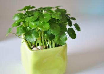 盆栽 传统艺术形式 搜狗百科