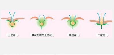 搜狗百科 周位花(perigynous flower):花托呈杯状,子房仅以底部着生在