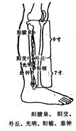 阳辅