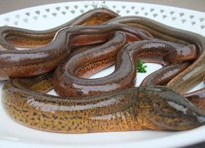 油鳝