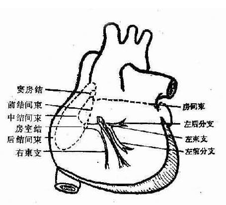 心室静止