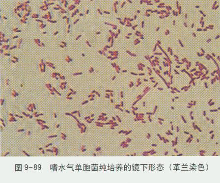 鞘氨醇单胞菌属菊粉酶基因lev的克隆,表达及酶学性质