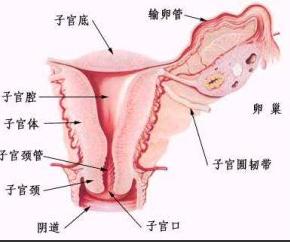 宫颈炎