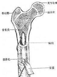 骨皮质解剖图图片