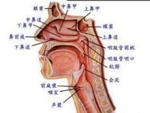 脉缓