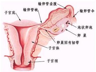 月经稀少