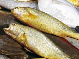 金枪鱼 八带鱼 岛子鱼 同乐鱼 八爪鱼 乌鱼3.