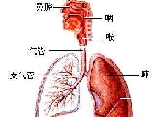 呼吸异常 搜狗百科