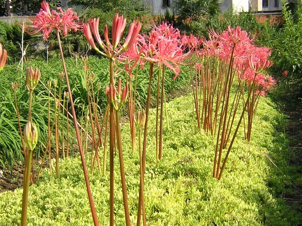 石蒜(石蒜属植物)