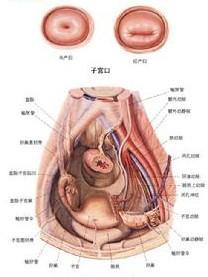 慢性子宮內膜炎 - 搜狗百科