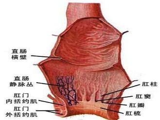 宝宝肛门外翻的图片图片