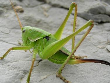 蝈蝈（鸣虫之首） - 搜狗百科