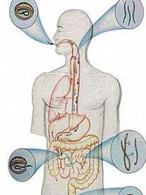 蛔虫感染