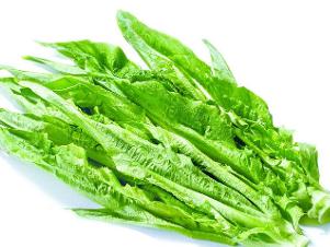 什么时间种生菜和油麦菜 0