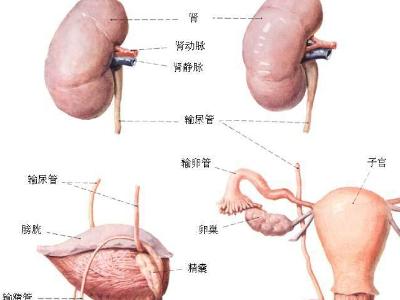输尿管瓣膜